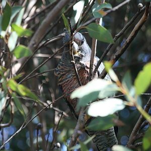 Gang Gang Cockatoo, female