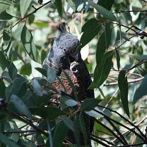 Gang Gang Cockatoo, female
