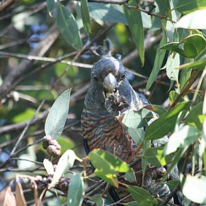 Gang Gang Cockatoo, female