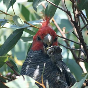 Gang Gang Cockatoo, male
