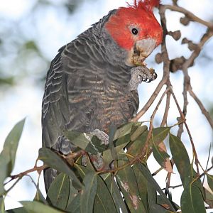 Gang Gang Cockatoo, male