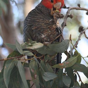 Gang Gang Cockatoo, male