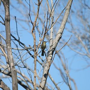 Purple-gaped Honeyeater
