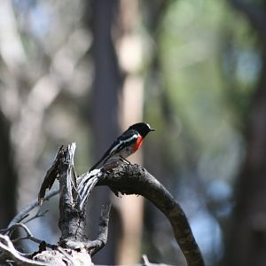 Scarlet Robin
