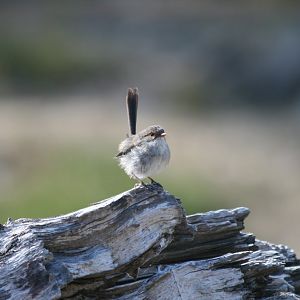 Superb Blue Wren