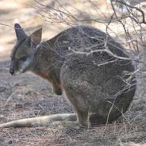 Tammar Wallaby