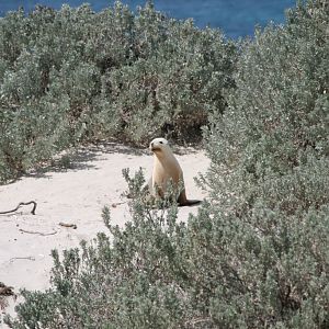 Australian Sealion in the dunes