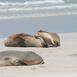 Australian Sealion and pup