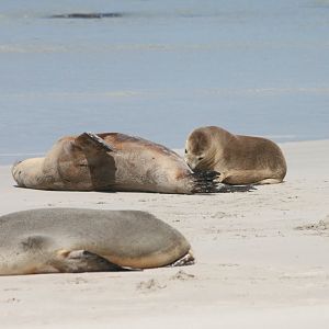 Australian Sealion and pup