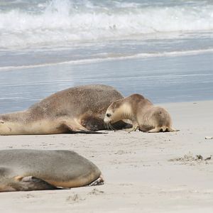 Australian Sealion and pup