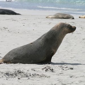 Australian Sealion