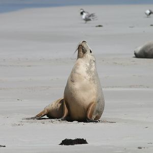 Australian Sealion
