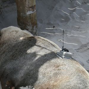 Australian Sealion with radiotracking device