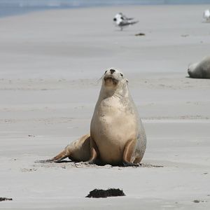 Australian Sealion