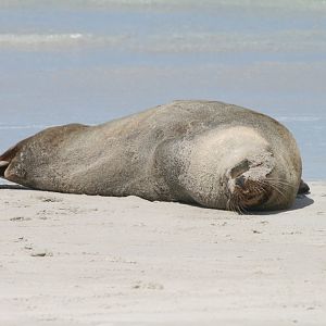 Australian Sealion