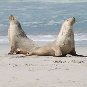 Australian Sealions