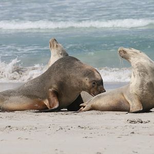 Australian Sealions