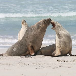 Australian Sealions - Not tonight, I have a headache!