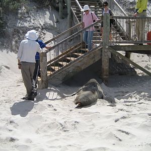 Australian Sealion and tourists