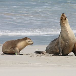 Australian Sealion