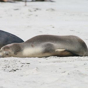 Australian Sealion