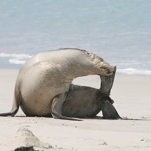 Australian Sealion having a scratch