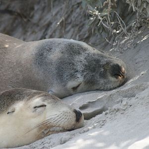 Australian Sealions closeup