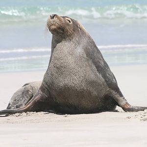 Australian Sealion male