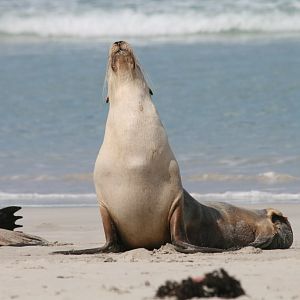 Australian Sealion