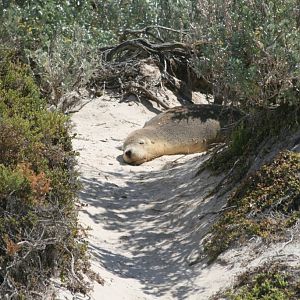 Australian Sealion