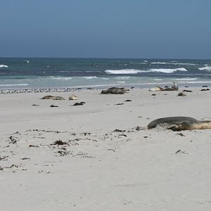 Australian Sealions on Seal Bay beach