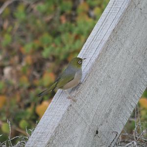Eastern Silvereye