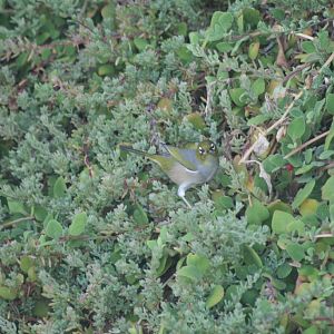Eastern Silvereye