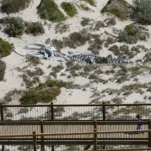 Whale Skeleton and boardwalk