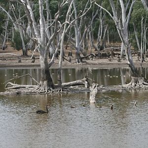 Black Swan and Grey Teal