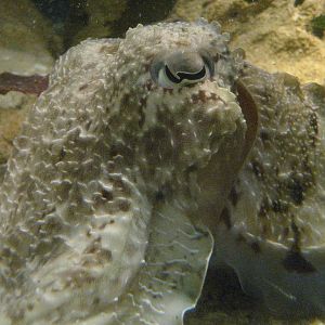 Giant Cuttlefish closeup