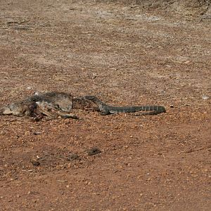 Heath Monitor with roadkill wallaby
