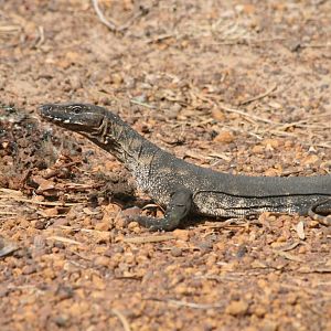 Heath Monitor with roadkill wallaby