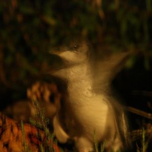 Little Penguin (aka Fairy or Blue penguin)