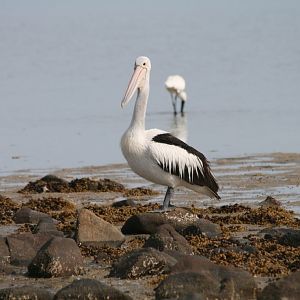 Pelican and Royal Spoonbill