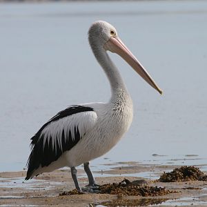 Pelican