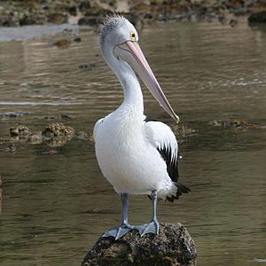 Pelican