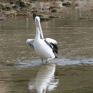 Pelican