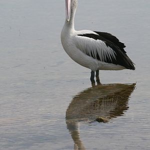 Pelican (Pelecanus conspicillatus) and reflection
