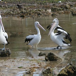 Pelicans