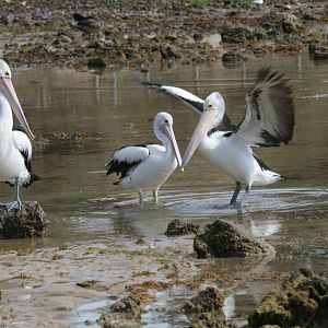 Pelicans