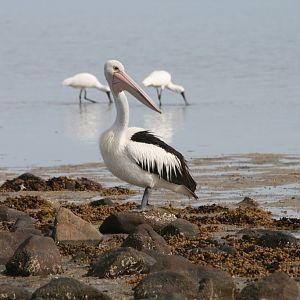 Pelican and Royal Spoonbills