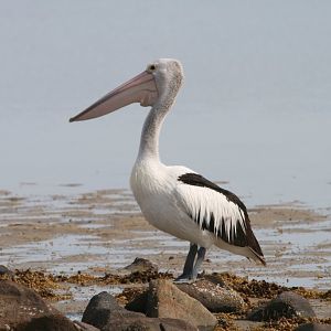 Pelican