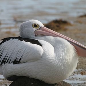 Pelican