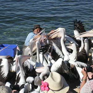 Pelican feeding